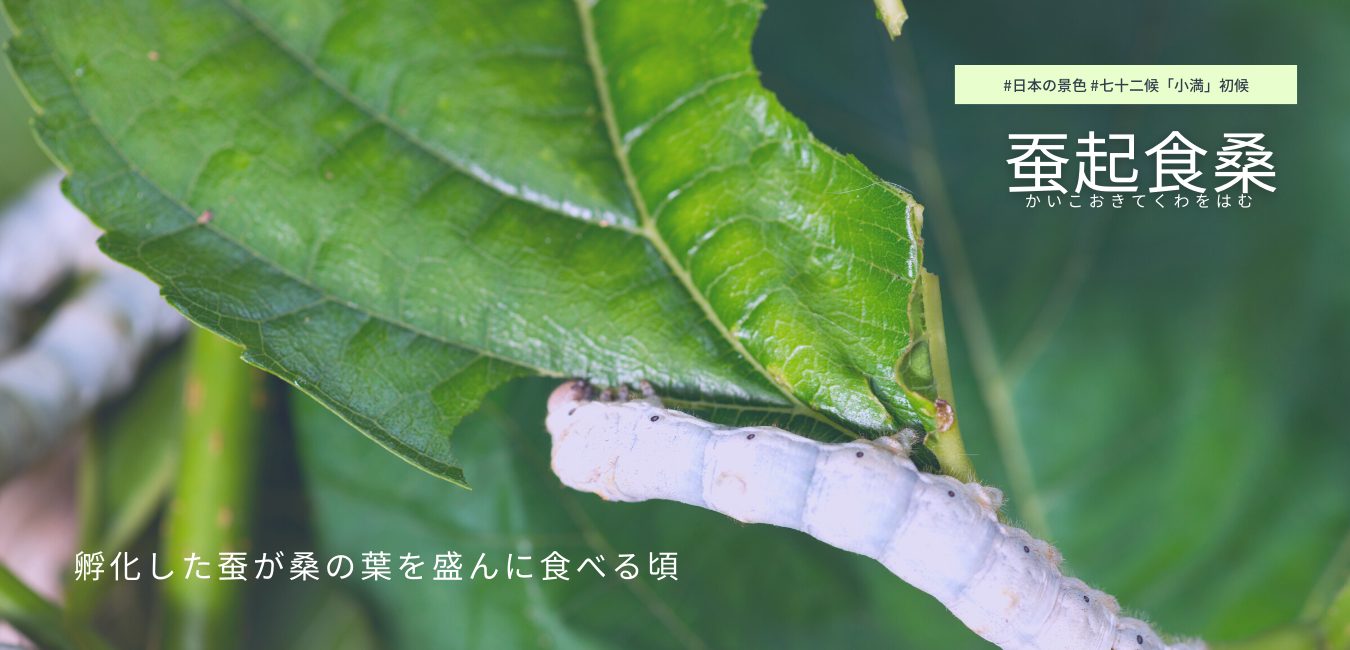七十二候　第22候 　かいこおきてくわをはむ