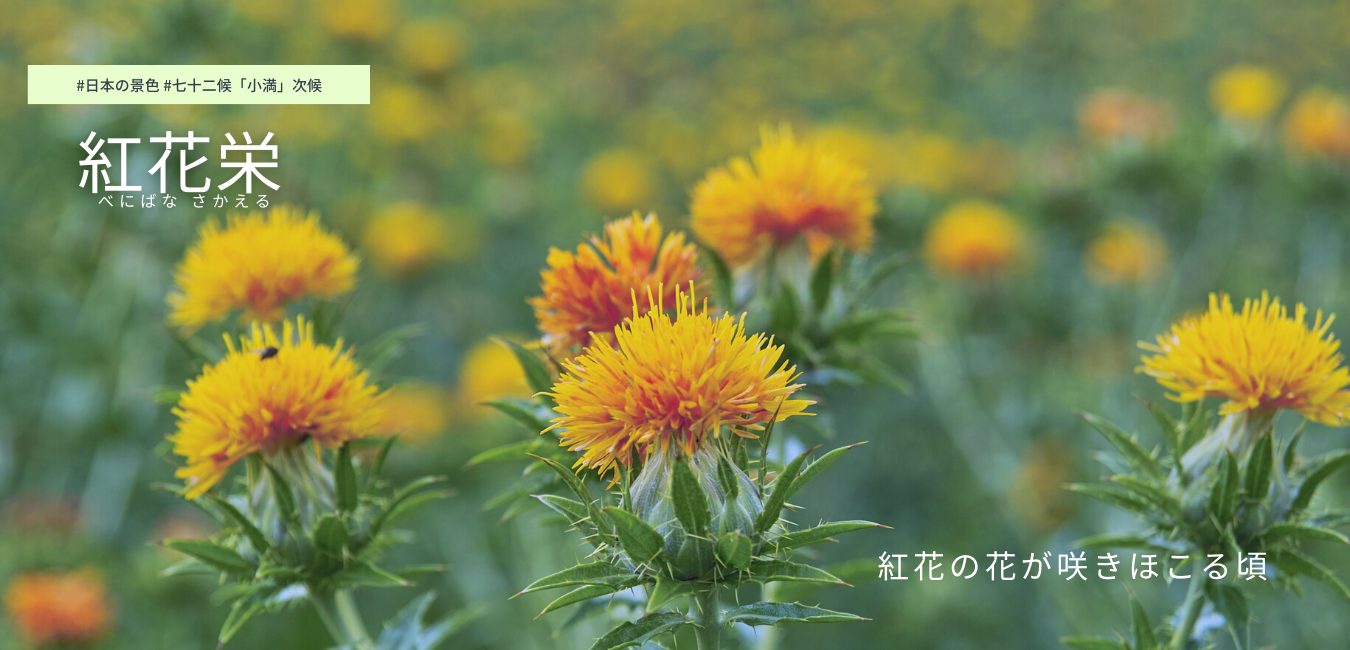 七十二候　第23候 　べにばなさかう