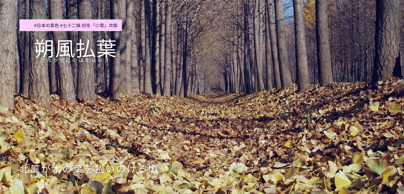 七十二候　第59候 　きたかぜこのはをはらう