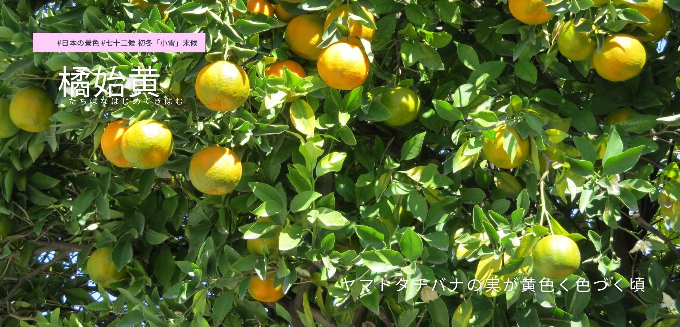 七十二候　第60候 　たちばなはじめてきばむ