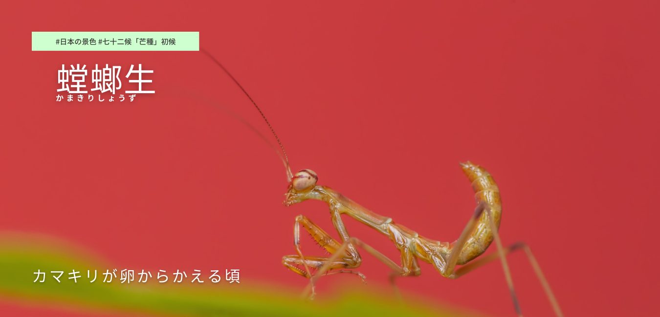 七十二候　第25候 　かまきりしょうず