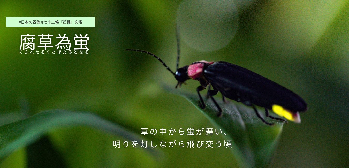 七十二候　第26候 　くされたるくさほたるとなる
