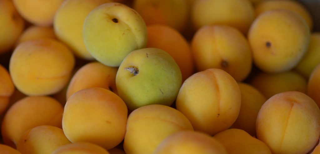 黄色く熟した梅の実