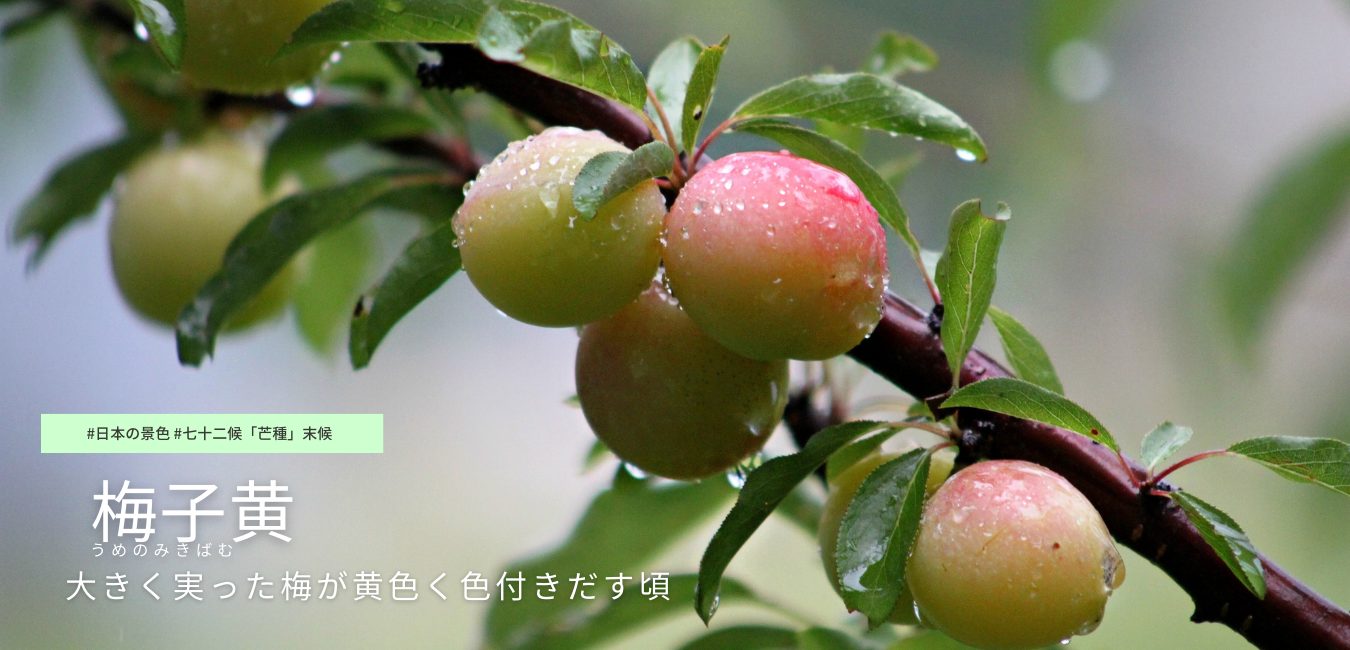 七十二候　第27候 　うめのみきばむ