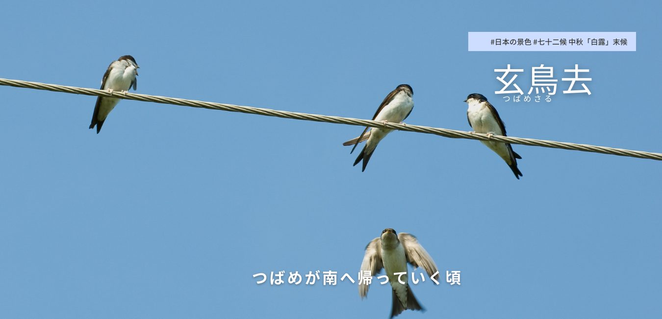 七十二候　第45候 　つばめさる