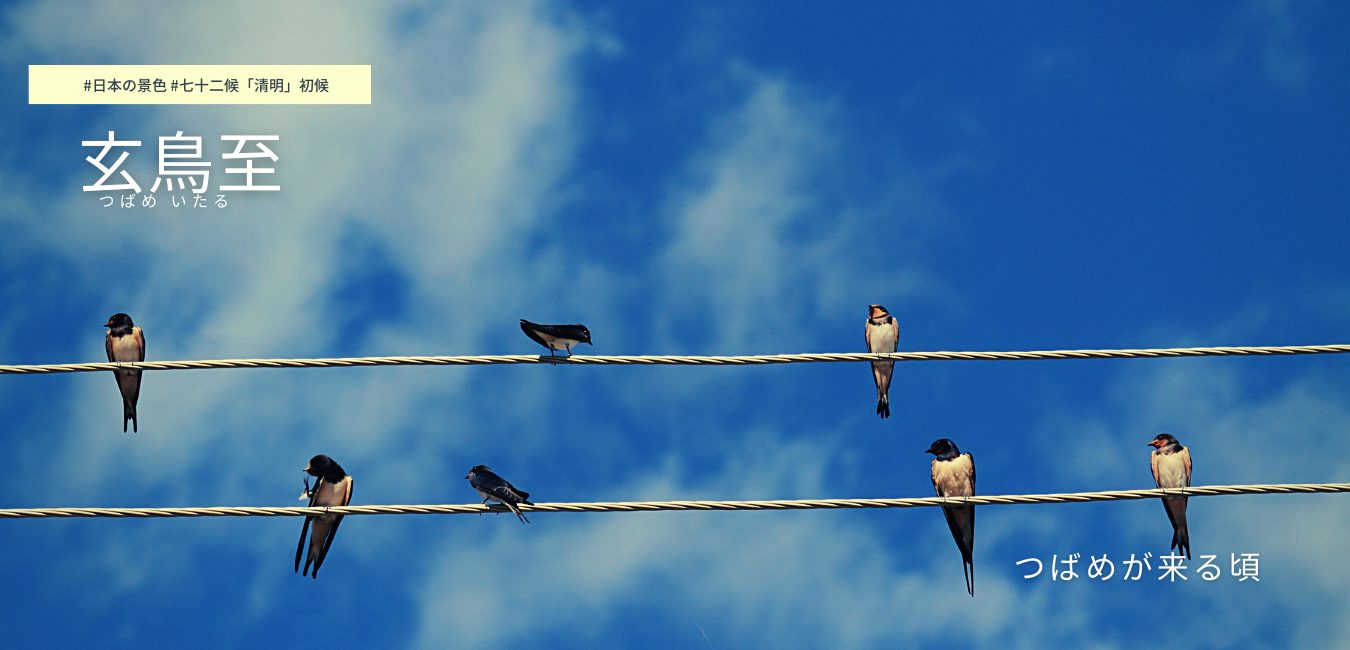 七十二候　第１3候　つばめ いたる