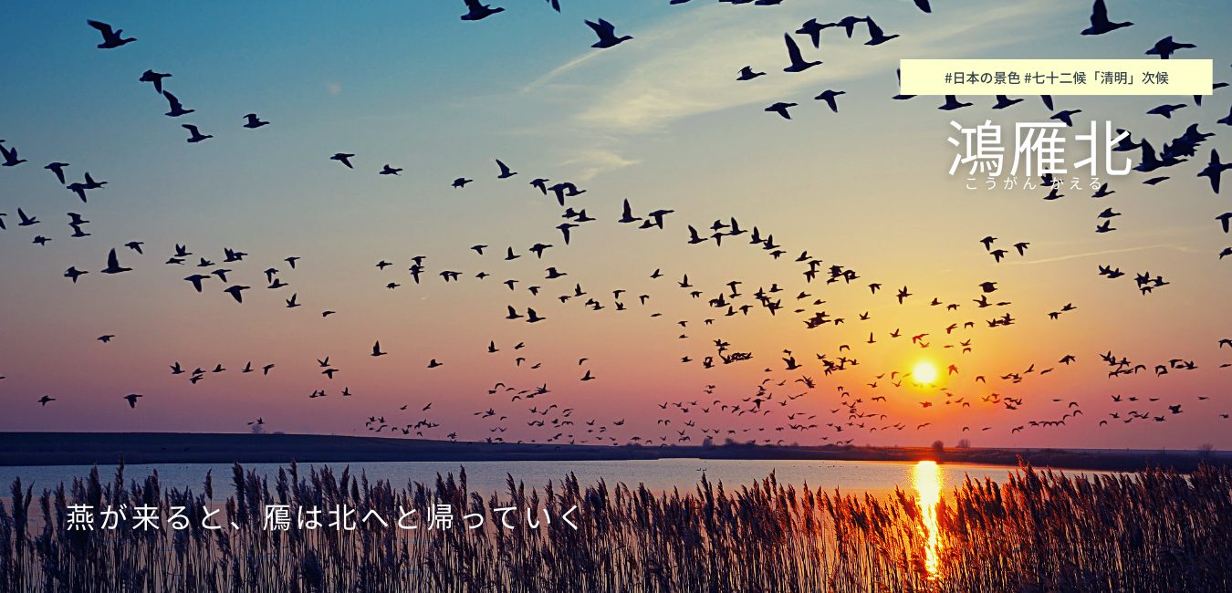 七十二候　第１4候　こうがん かえる