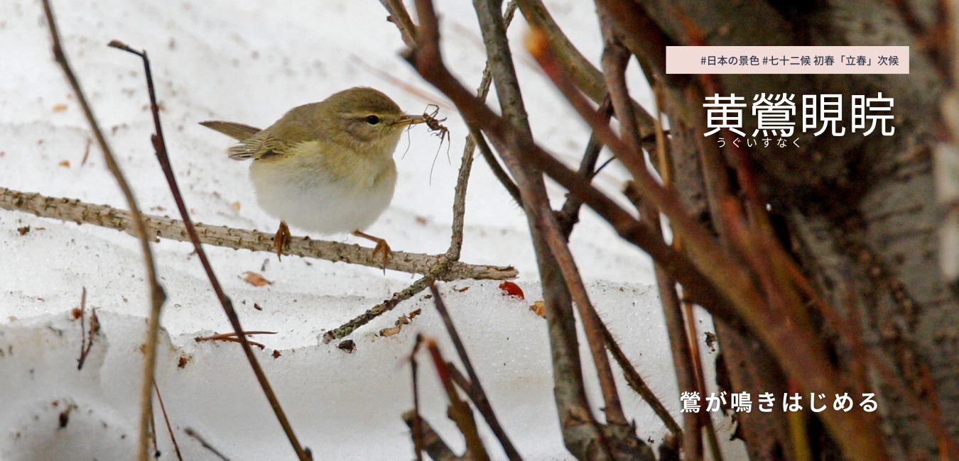 七十二候　第2候　うぐいすなく