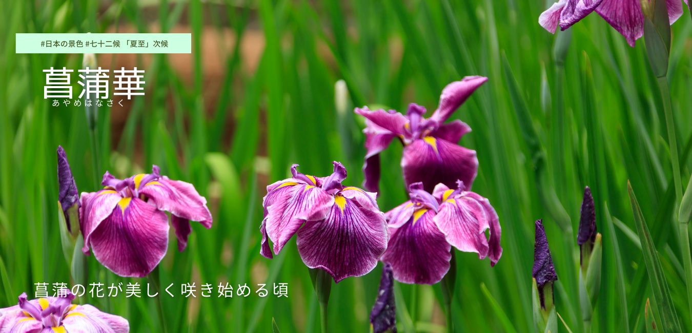 七十二候　第29候 　あやめはなさく