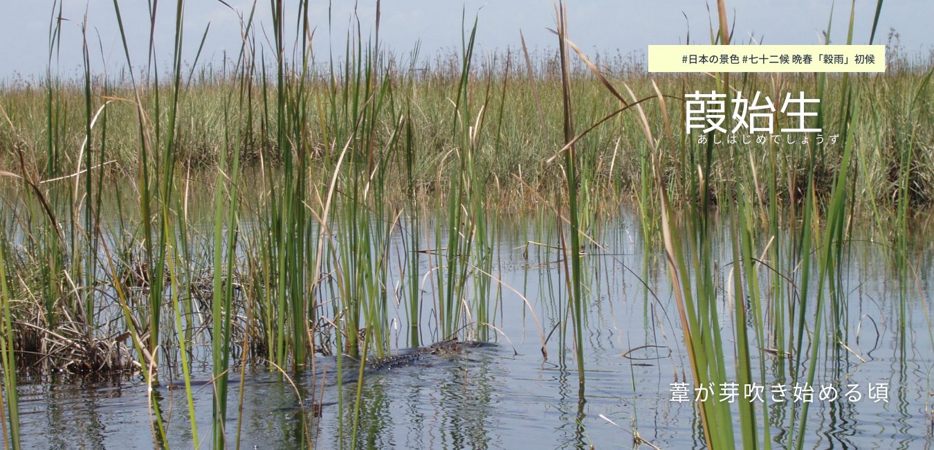七十二候　第１６候 　あしはじめてしょうず