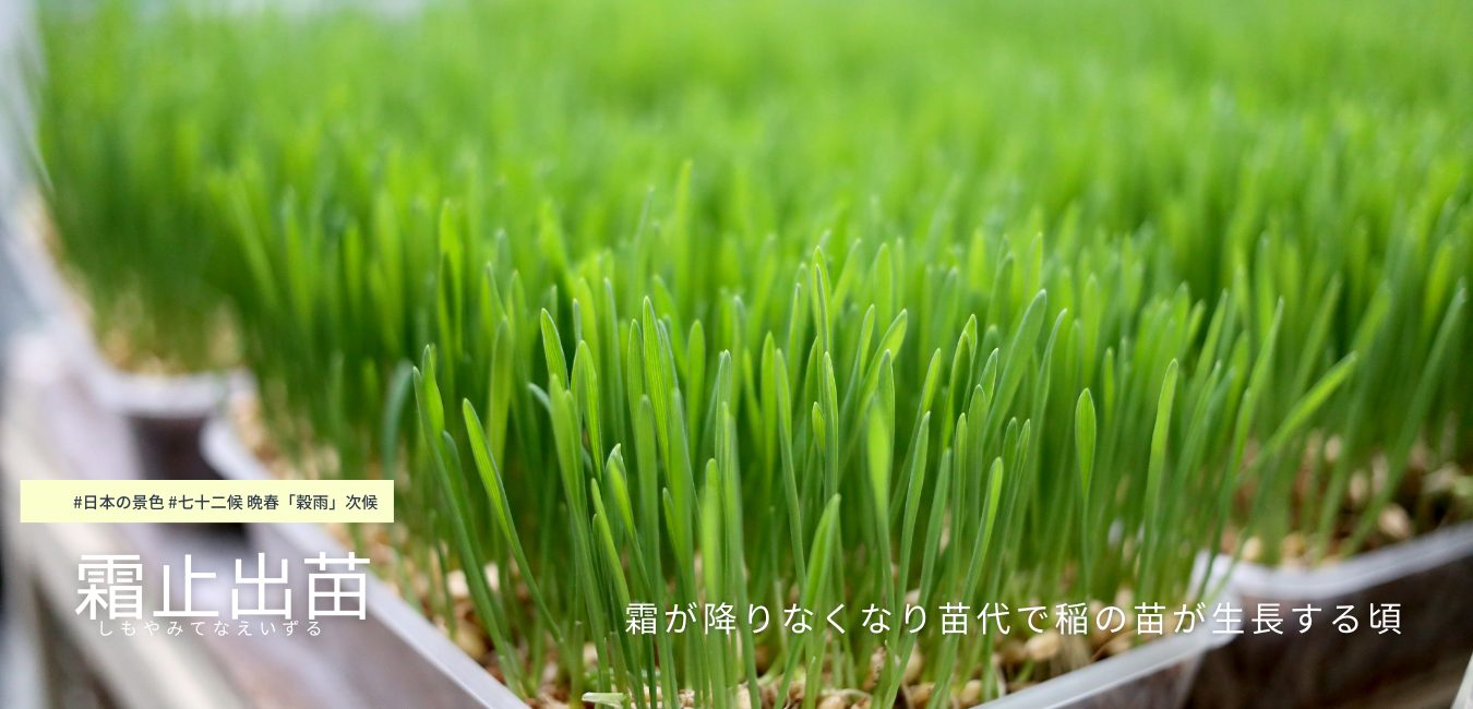 七十二候　第１７候　しもやみてなえいずる