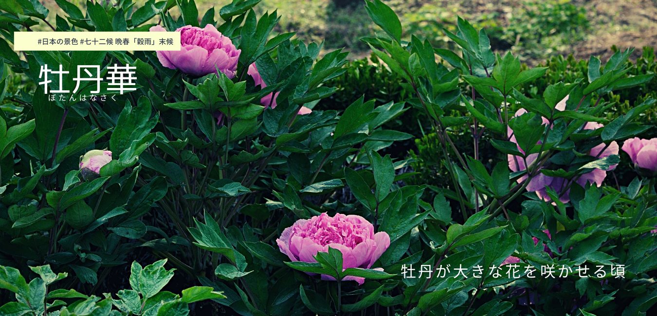 七十二候　第１８候　ぼたんはなさく