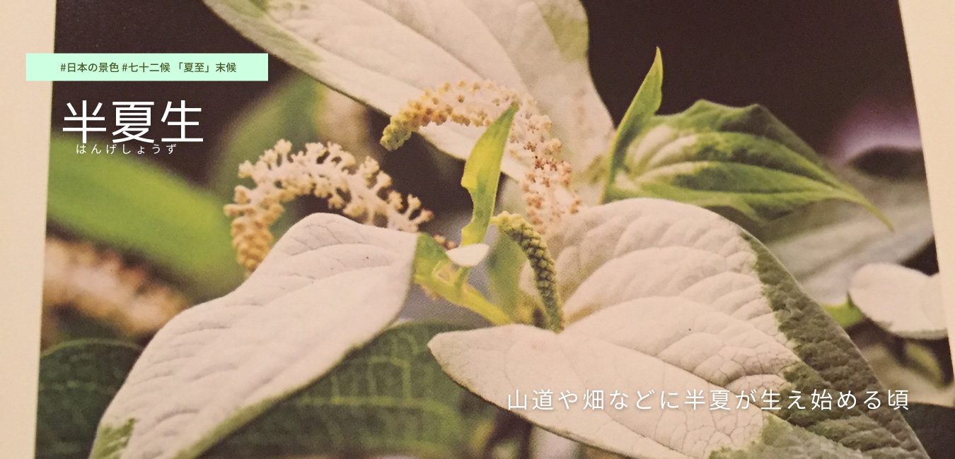 七十二候　第30候 　はんげしょうず