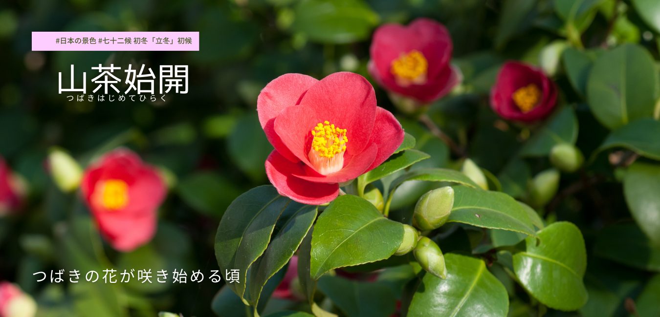 七十二候　第55候 　つばきはじめてひらく