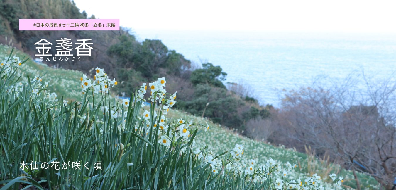 七十二候　第57候 　きんせんかさく