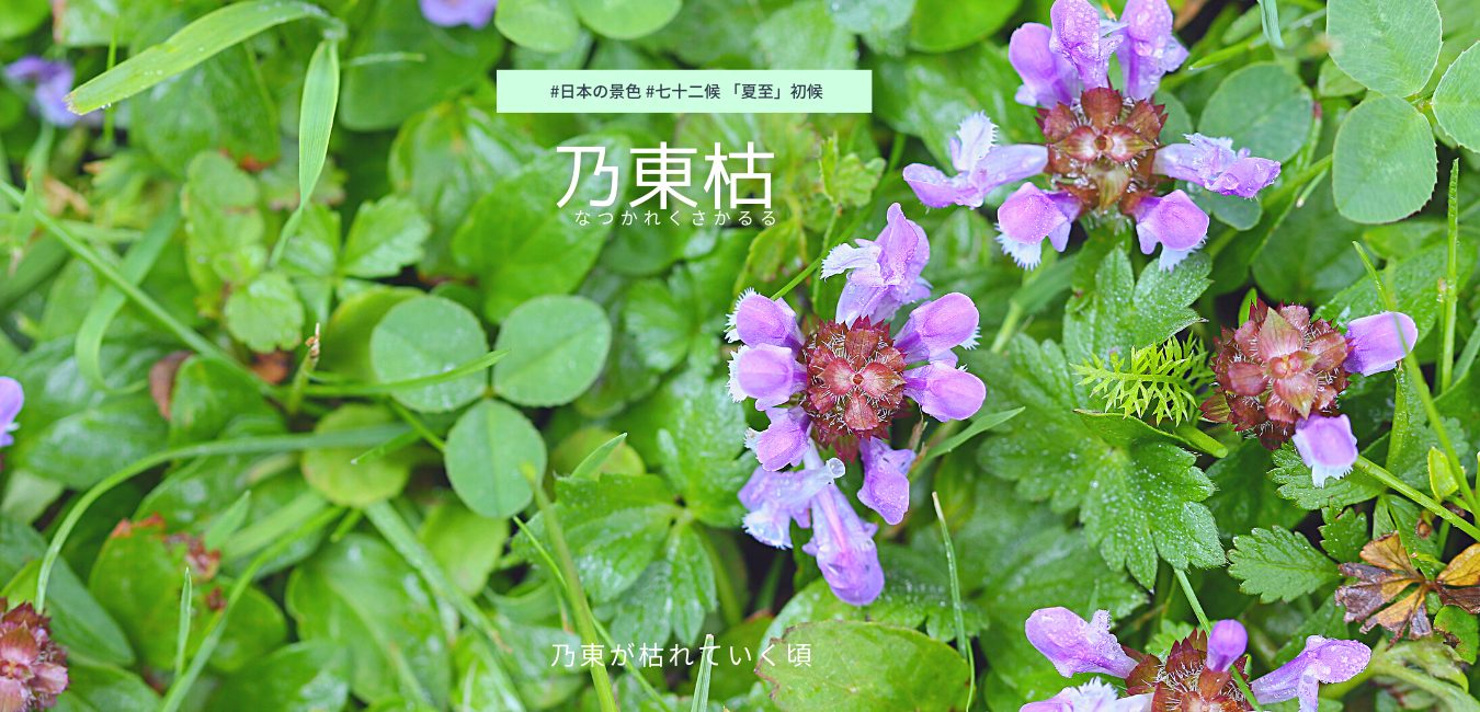 七十二候　第28候 　なつかれくさかるる